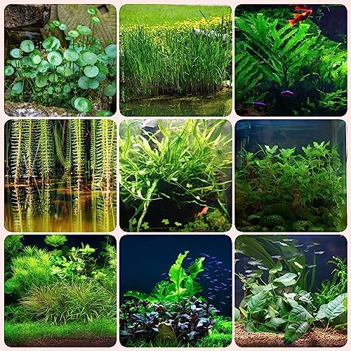 150 piezas plantas de acuario semillas hierba - plantas acuáticas - plantas de acuario reales (Macrófitos) plantas exóticas plantas resistentes para el jardín acuario de plantas acuáticas