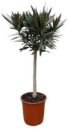 Rosenlorbeere - Nerium Oleander auf Stiel mit rosa Blüte - 90cm - Ø22cm