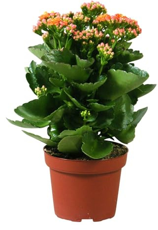 Kalanchoe 'Calandiva'®, orange, Topf-Ø 12 cm, Höhe ca. 27,5 cm, 6 Pflanzen