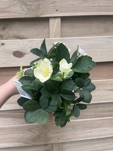 Hellebore Plant | Helleborus Christmas Rose | Shade Loving Evergreen Perennial | White Flowers | Just Like Our Photo