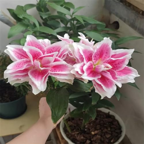 Lilien knollen Gefüllte Lilienzwiebeln, winterharte Staude, Gartendekoration, wächst gut in Töpfen, blüht im Sommer-5zwiebeln-A