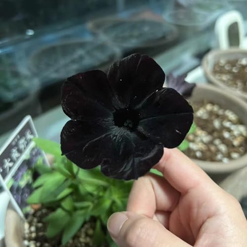 100 pcs petunien samen mehrjährig - wildblumensamen mehrjährig winterhart petunie, schmetterlingsflieder wildblumensamen mehrjährig bonsai topf exotische pflanzen winterhart