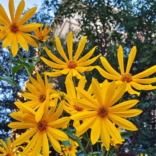 TopinamburKnollen, kräutersamen Helianthus tuberosus, gemüsesamen gartenkräuter kräutergarten geschenk nachhaltige produkte frühlingsblüher 3pcs
