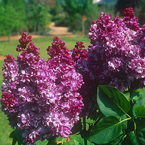 Edelflieder 'Prince Wolkonsky'