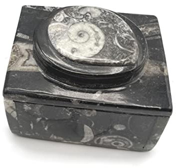 Fossilien Lagerbox - Deckel besetzt mit Ammonit - ca. 5 x 8 cm