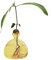 Hogvinnatil Vase d'avocat en Verre Transparent - d'avocat - pour débutants - Vase Transparent - Planteur d'avocat - Vase à Fleurs - Pot de Culture d'avocat