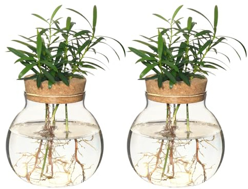Plant Propagation Station,Hydroponic Terrarium Vase,Desktop Glass Planter Station,for Houses,Garden Decorations,ropagating Hydroponic Plants,Centerpiece Office,Home Garden Decor (2)