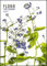 Tan Kadam: Flora - Kalender 2023 - DuMont-Verlag - Wandkalender - 50 cm x 70 cm