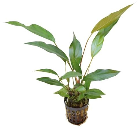 AP-ART's Wasserpflanze Anubias lanceolata Aquarienpflanze einfache Pflanze langsam wachsende Aquariumpflanze