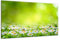 DARO Design - Wand-Bild auf 6mm HDF 84x56 cm Blumenwiese Gänseblümchen grün - Wand-Deko Bilder Geschenk