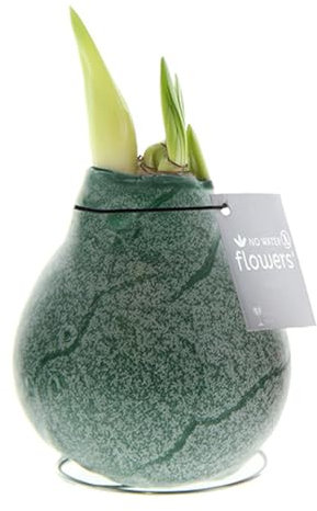 Amaryllis in Wachs Marble Grün | 1 Stück | Amaryllis in Wachs | ohne Gießen | pflegeleicht | lange und majestätische Blüte | Rot | Zimmerpflanze