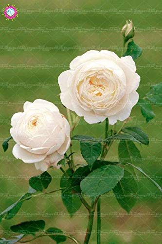 Sumpf frisch 100pcs Double Petal Englisch Rose Blumensamen zum Pflanzen von Weiß