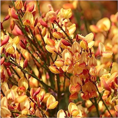 Cytisus 'Apricot Gem' Broom Plant in 9cm Pot, Stunning Fragrant Apricot Flowers 3fatpigs®