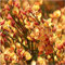 Cytisus 'Apricot Gem' Broom Plant in 9cm Pot, Stunning Fragrant Apricot Flowers 3fatpigs®