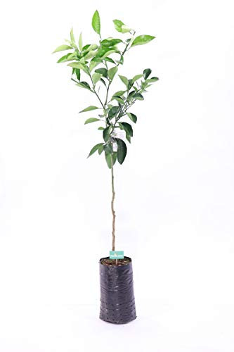 PIANTA DI ARANCIO TAROCCO SANGUINELLO ARANCIA ROSSA IN VASO 18CM agrumi di sicilia h 130cm AMDGarden