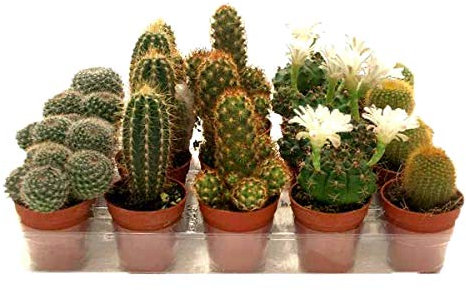 Kit de 10 Cactus Variados Mix Maceta Pequeña de 5 cm Plantas Naturales