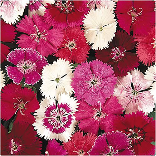 Dianthus 'Festival' Mix x 12 Mini Plug Plants for Potting On