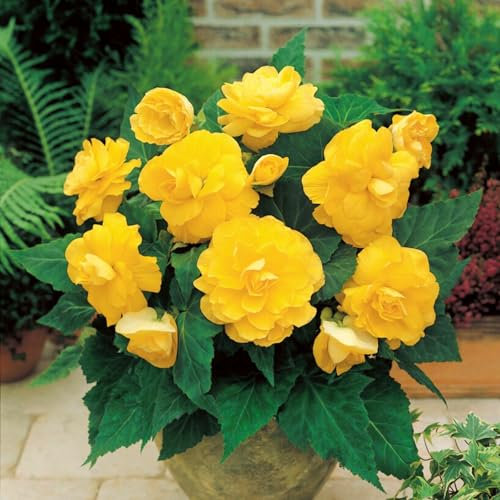 Carbeth Plants - 10 x Begonia Double Yellow Summer Tubers - Large Headed Long Flowering Season Perennial Bulb Corms - Low Maintenance Pollinator Friendly - Grow in Beds, Borders and Patio Pots