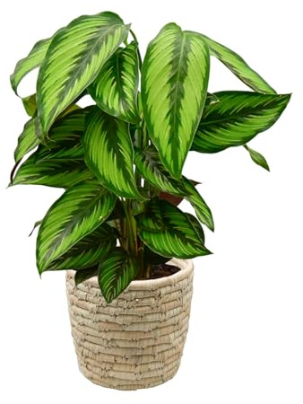 Green Me Up Calathea Beauty Star, Zimmerpflanze, tierfreundlich, ungiftig für Katzen, Korb aus Palmblättern 18 cm, Höhe 40-50 cm, schmal wachsend, hell bis wenig Licht