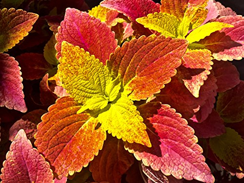 Buntnessel 'Sunset' Coleus 30 Samen -