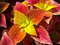 Buntnessel 'Sunset' Coleus 30 Samen -