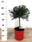 LIMONE CAVIALE FINGER LIME BRUNO V. 20 H 65/70