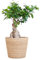 BloomPost Bonsai Ficus Ginseng + Korb - 25-35 cm Zimmerpflanze - Pflegeleicht - Zimmerpflanze - Einfach zu züchten — Pflanzen für Heim und Büro - Perfekt für saubere Luft - Topf enthalten