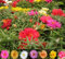75 Stück gemischte Moosrosen-Blumensamen