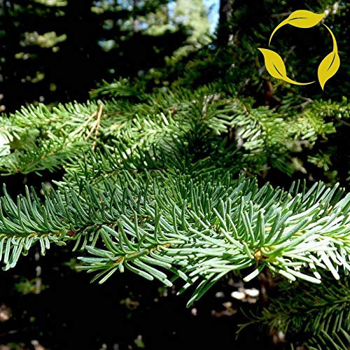 SEMI DEL NORD Weiße Zeder Thuja Occidentalis