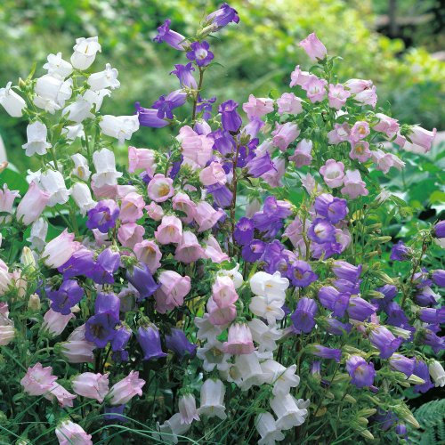 500 Canterbury Bells Seeds - Cup and Saucer Mix - Campanula Medium - 500 Seeds