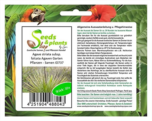 Stk - 10x Agave striata subsp. falcata Agaven Garten Pflanzen - Samen ID737 - Seeds & Plants Shop by Ipsa