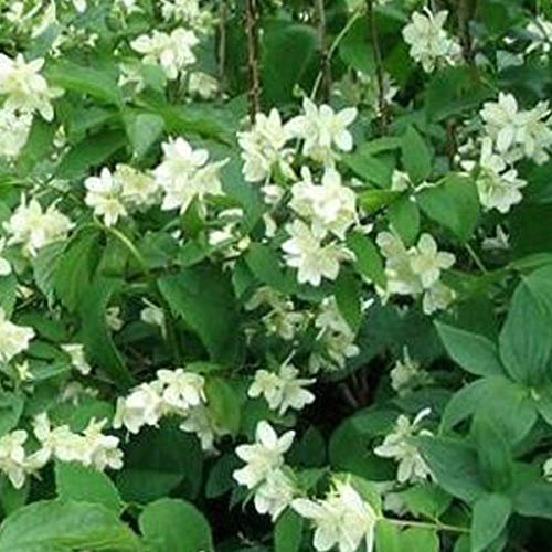 Philadelphus 'Bouquet Blanc'- Seringat de Perse 'Bouquet Blanc' 50-60 cm en conteneur