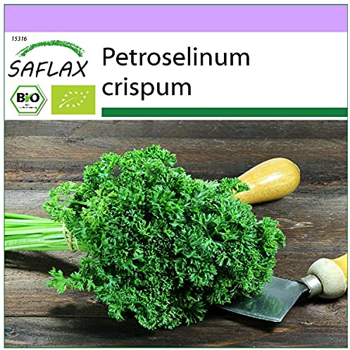 SAFLAX - Ekologiskt - Lockig Persilja - 800 Frön - Petroselinum crispum