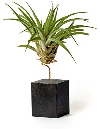 PLANDAIRE Tillandsia Velutina IR Plante sans Terre Vivante - Tillandsias Plantes Vraies - Plantes Interieur Naturelle Tillandsia Vraie Plante Plantes Aériennes (Soutien Inclus)(Noir)