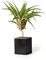 PLANDAIRE - Tillandsia-Pflanzen-Pflanzen-Pflanzen-Set zur Dekoration des Schreibtischs, leicht zu pflegen, Tillandsia Samt (inklusive Halterung) (schwarz)