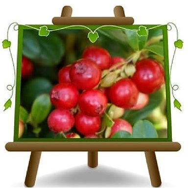 EURO PLANTS VIVAI Mirtillo Rosso Varietà Fireballs Pianta da Frutti Minori o di Bosco su Vaso ø 16 cm Altezza 40-50 cm