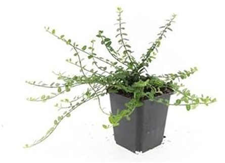 Bodendecker Kriechspindel Euonymus fortunei 'Minimus' Set mit 12 Pflanzen
