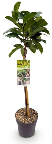 GreenboutiQ - Gartenpflanze - Prunus lauroverasus Etna® - Stamm-Pflanze - Terrassenpflanze - Immergrün - Wenig Pflege - Topf 19cm Höhe 90cm