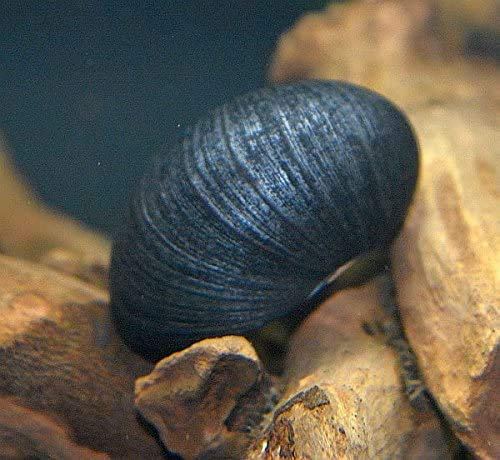 Zierfischtreff.de Antrazit - Napfschnecke Neritina pulligera 10 Stück - TOP Algenfresser Antrazitschnecke - Antrazit Schnecke