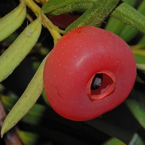10 albero di tasso semi himalayano (Taxus wallichiana mairei): semi