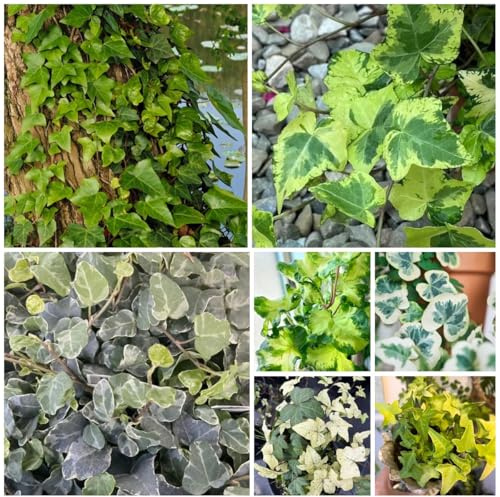 efeu schnellwachsend - Ivy Vines - winterharte kübelpflanzen efeutute, balkon deko hängend ranke 300samen