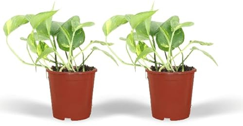 Efeutute – Epipremnum Aureum Scindapsus – Zimmerpflanze – Ø12cm – ca. 20cm hoch – 2 Pflanzen – pflegeleichte Hänge- und Kletterpflanze