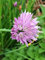 Erba cipollina (Allium schoenoprasum) - circa 1000 semi