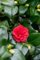 Camellia japonica 'Lady Campbell' 40-60 cm - Kamelie, rote Blüten, Blütezeit Februar-April, ideal für Kübel, immergrün, pflegeleicht