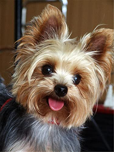 Huusaap 5D Diamant Painting Full Drill Set Yorkshire-Terrier DIY Diamond Painting Bilder, Kreuzstich Diamant Gemälde Kits, Crystal Stickerei Kunst Basteln Home Wand Und Eingang Decoration 30x40cm