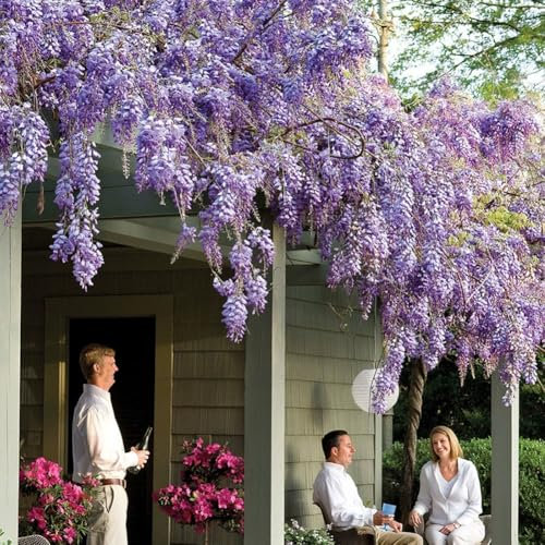 Blauregen >Wisteria sinensis< 5 Samen (Schöne blühende Kletterpflanze Winterhart) blumensamen geschenk