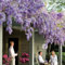 Blauregen >Wisteria sinensis< 5 Samen (Schöne blühende Kletterpflanze Winterhart) blumensamen geschenk