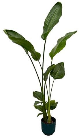 Weißer Paradiesvogel – Strelitzia Nicolai – Zimmerpflanze inkl. Vibes Fold Rund Topf – Ø18 cm – 100 cm – Blauer Topf