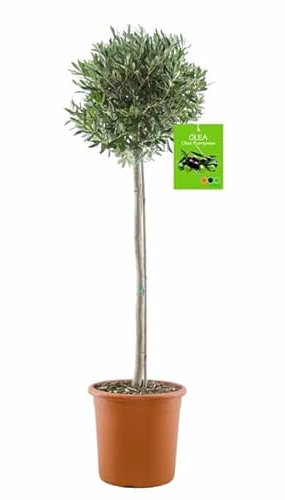 Olivenbaum 160–180 cm – Winterhart & Robust – Dicker Stamm – Mediterrane Deko – Pflegeleicht – Beste Qualität – Ideal für Garten, Terrasse & Balkon