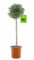 Olivenbaum 160–180 cm – Winterhart & Robust – Dicker Stamm – Mediterrane Deko – Pflegeleicht – Beste Qualität – Ideal für Garten, Terrasse & Balkon